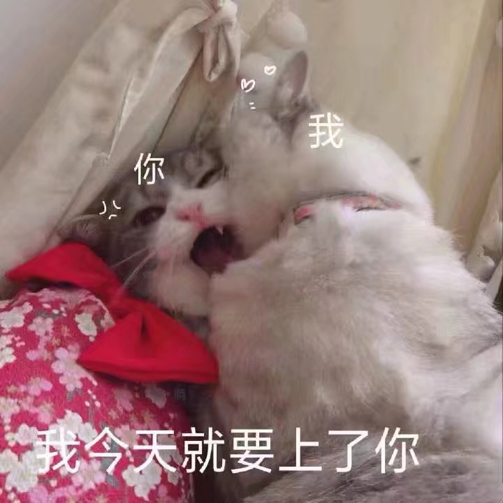 猫猫表情包