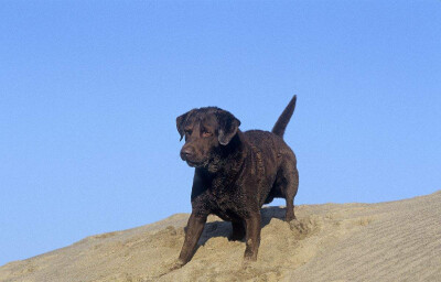 切萨皮克海湾寻回犬