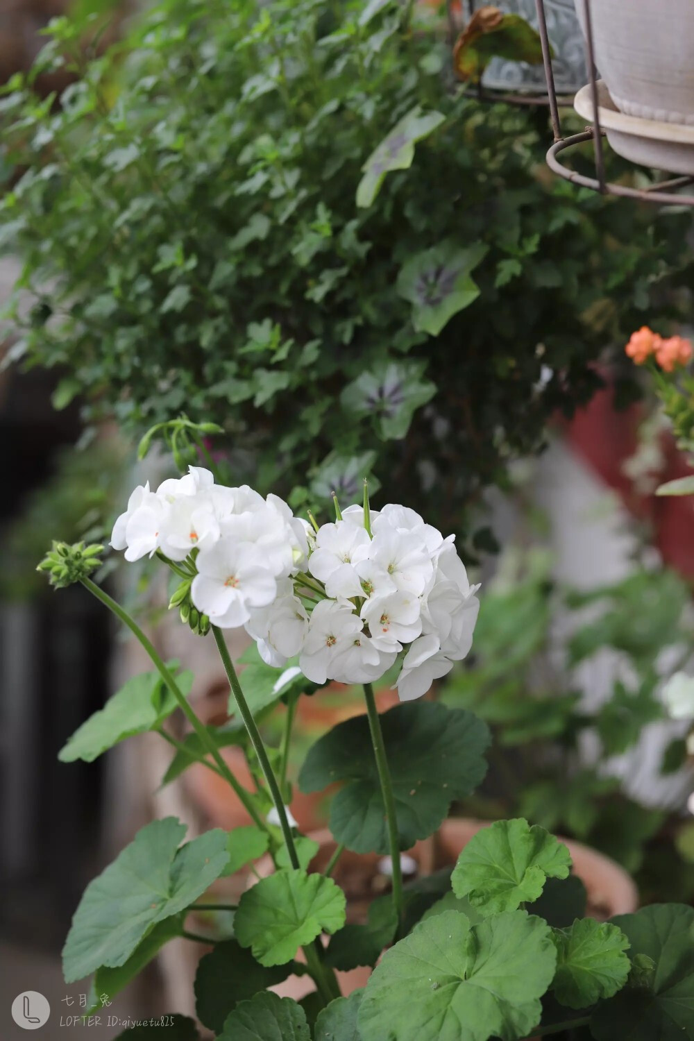 花开半夏琉璃殇雨落倾城夏未凉寂寞帘笼空笔赋泪湿经纶难如梦