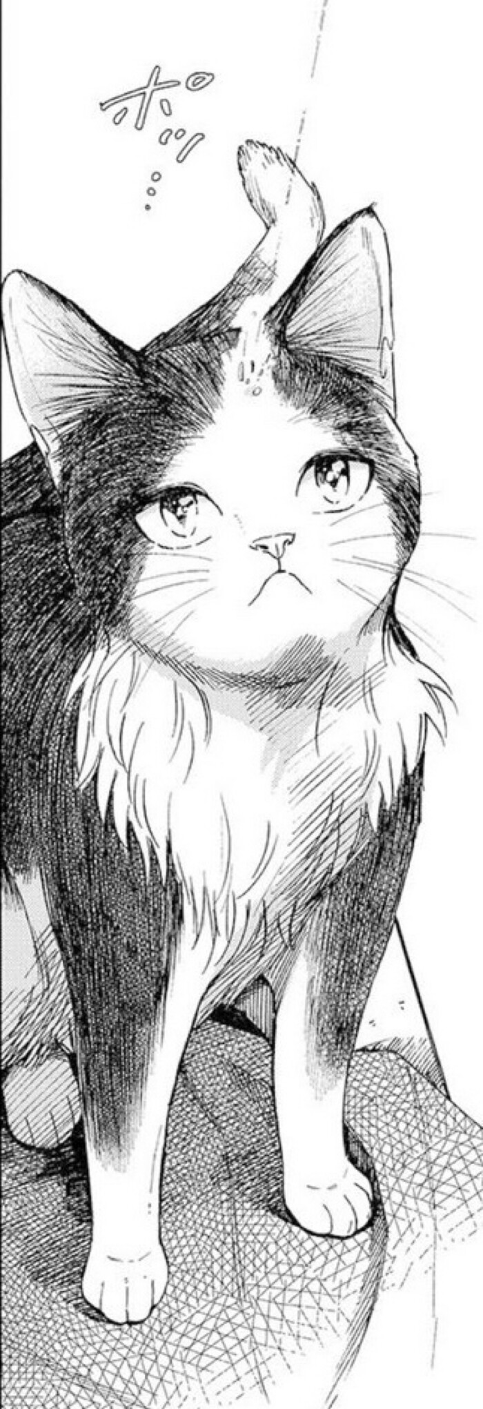 黑白,漫画,猫,可爱