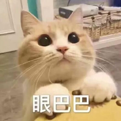 猫猫表情包