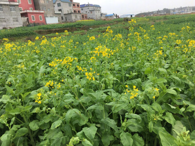 跟奶奶来菜园摘菜,金黄的油菜花,翠绿的小青菜,还有找到了小时候经常