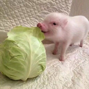 猪吃白菜