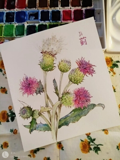 手绘森系插画花卉花草