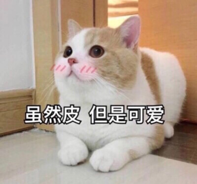 猫咪 可爱表情包