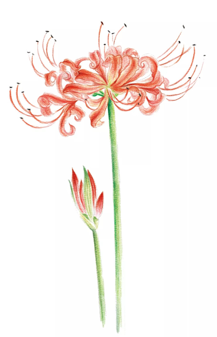 05 彼岸花(lycoris radiata) 花语:恶魔的温柔性格特点:善于隐藏,外热