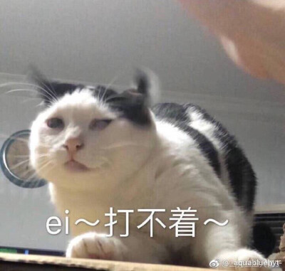 猫表情包 皮皮 诶 打不着