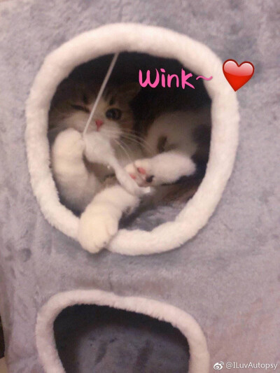 wink 小奶猫