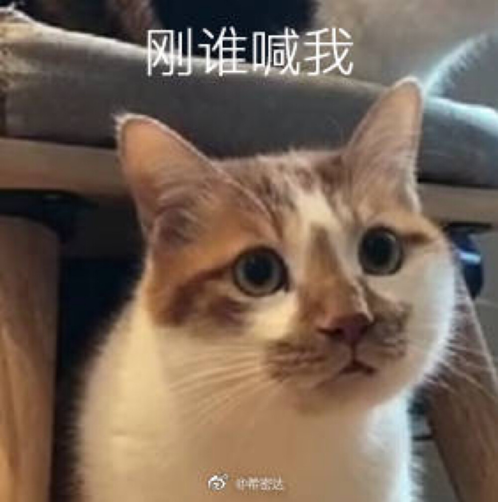 刚谁喊我猫表情包