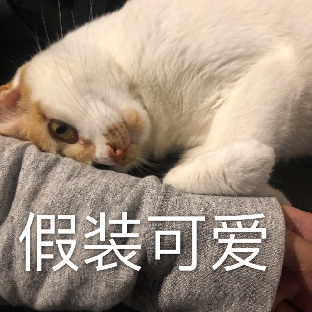 假装可爱 猫表情包 bobo 自作