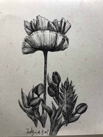 针管笔 黑白画