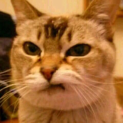 猫猫头|表情包