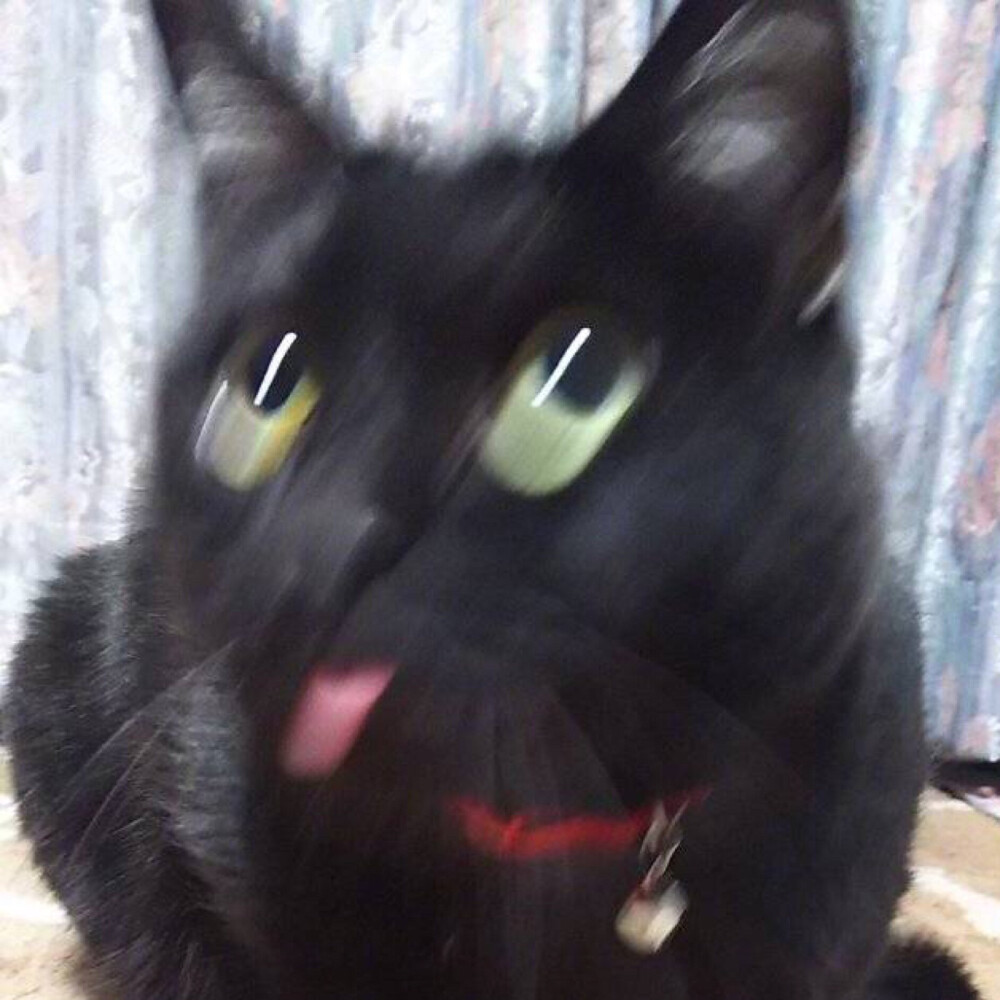 黑猫 沙雕表情包