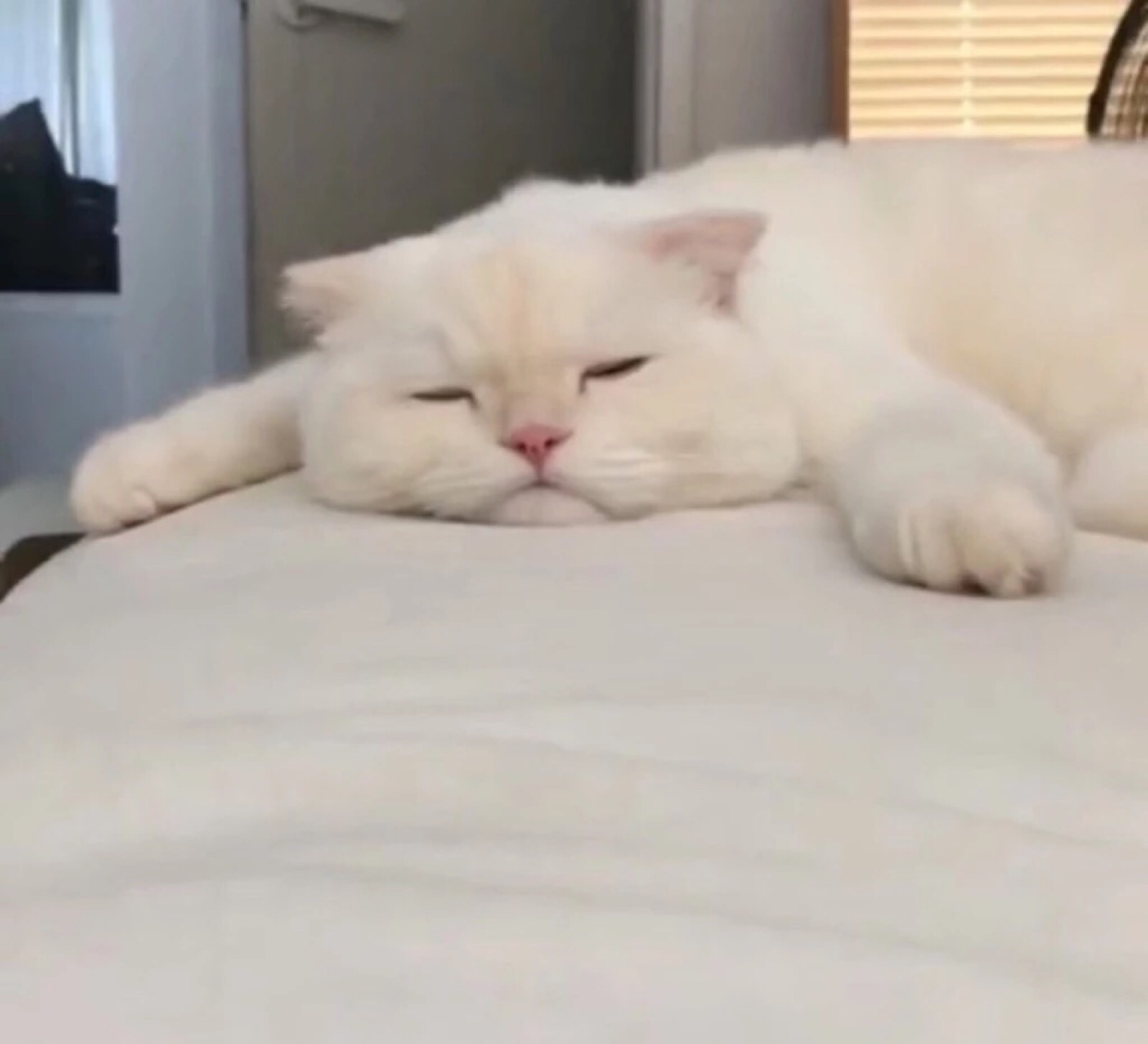 可爱猫猫情侣头像