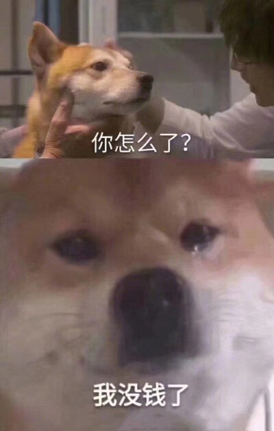 你的小可爱表情包已上线