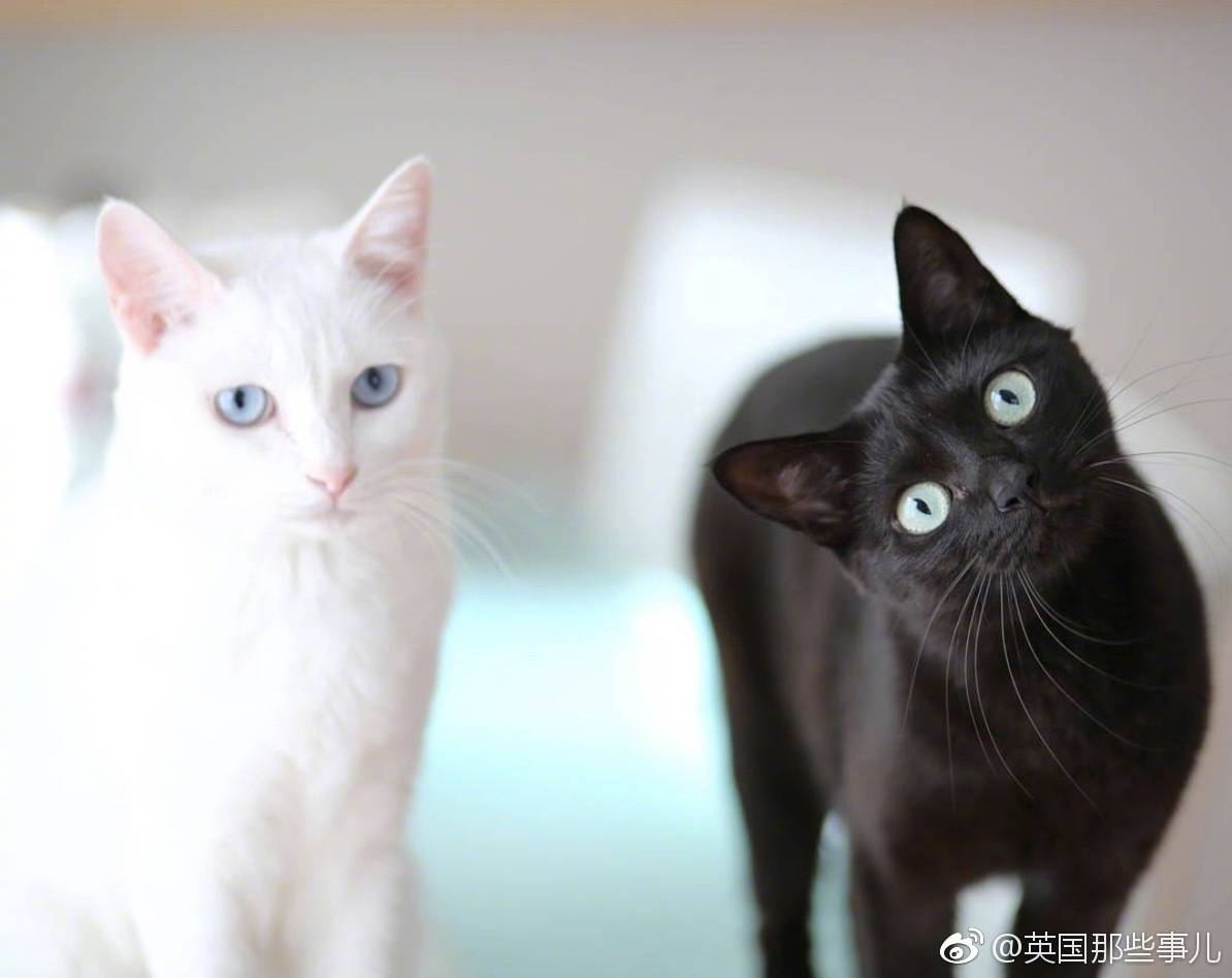 黑猫与白猫|摄影|宠物摄影|Lray_ - 原创作品 - 站酷 (ZCOOL)