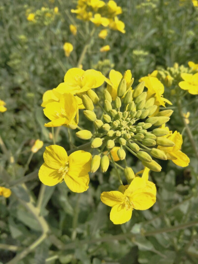 春天的小野花和油菜花.