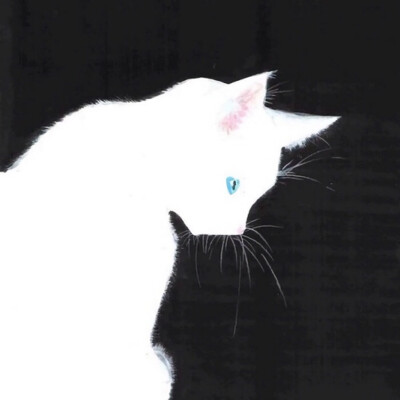 【情侣头像】黑猫白猫