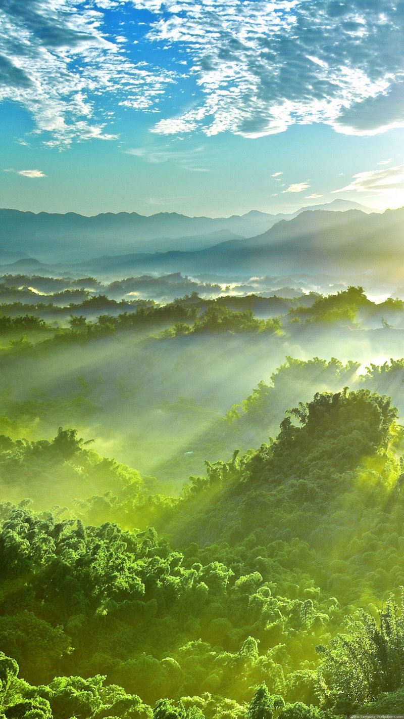 绿色壁纸 背景图