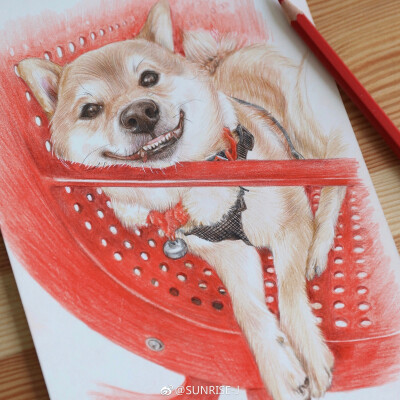 彩铅柴犬不知不觉已经画完两个本子