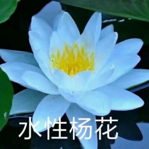 日常中老年头像沙雕头像