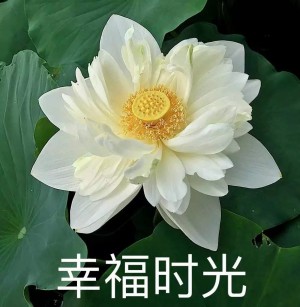 日常中老年头像沙雕头像