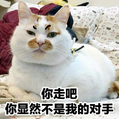 楼楼 猫 可爱 萌宠 表情包 头像 沙雕