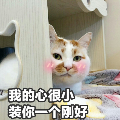 楼楼 猫 可爱 萌宠 表情包 头像 沙雕