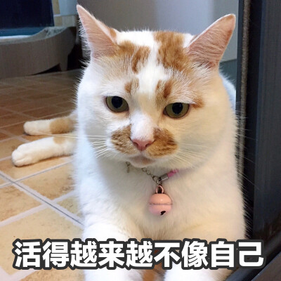 楼楼 猫 可爱 萌宠 表情包 头像 沙雕 搞笑