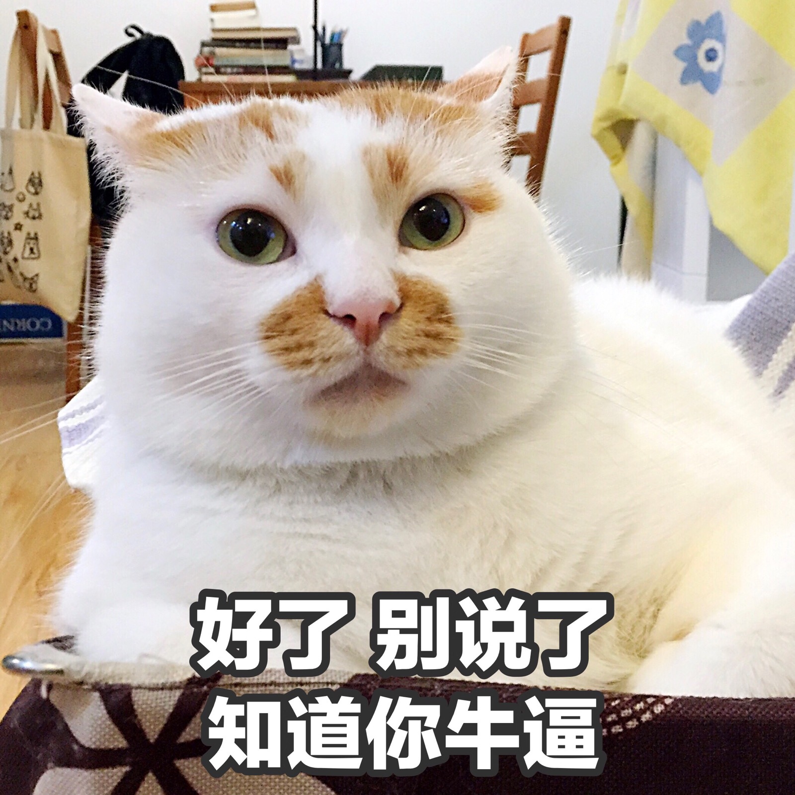 楼楼 猫 可爱 萌宠 表情包 头像 沙雕 搞笑