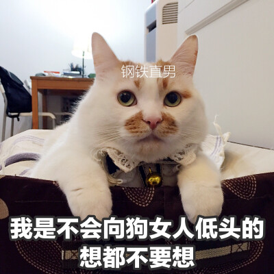 楼楼 猫 可爱 萌宠 表情包 头像 沙雕 搞笑