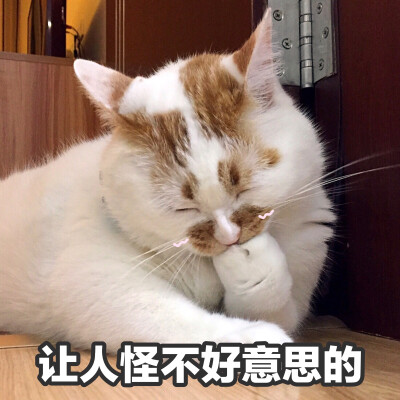 楼楼 猫 可爱 萌宠 表情包 头像 沙雕 搞笑