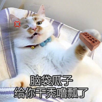 楼楼 猫 可爱 萌宠 表情包 头像 沙雕 搞笑