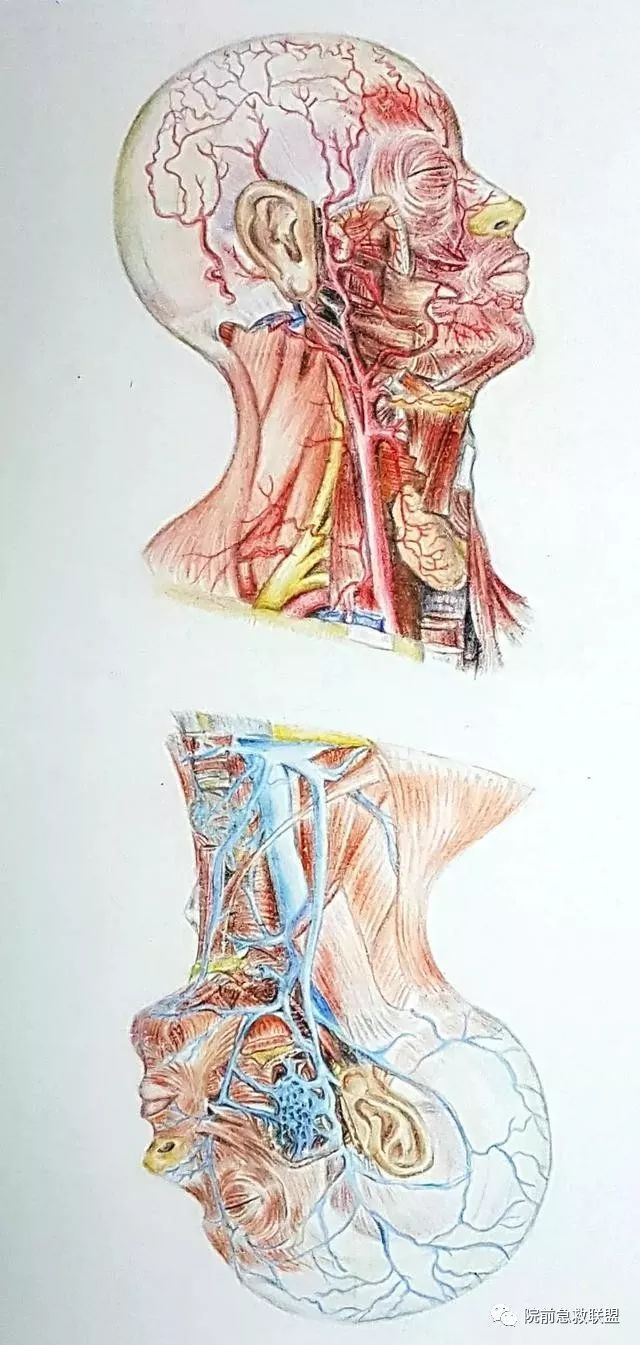 解剖学 