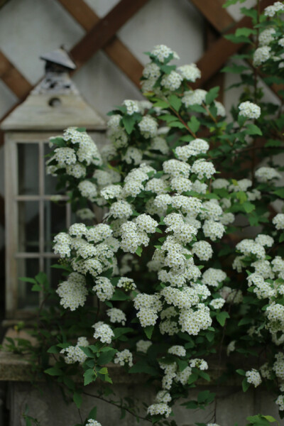 菱叶绣线菊