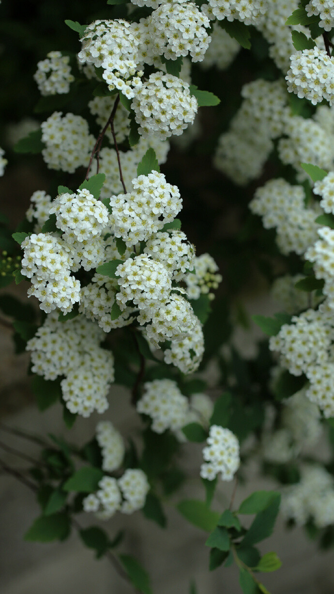 菱叶绣线菊