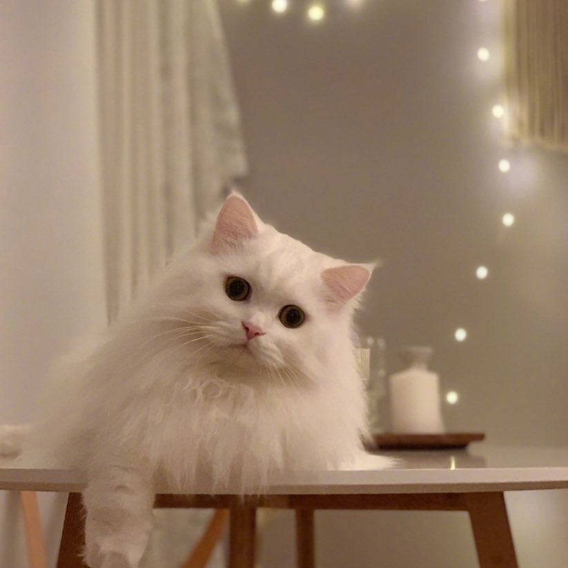可爱猫猫头像姐妹头像 - 堆糖,美图壁纸兴趣社区