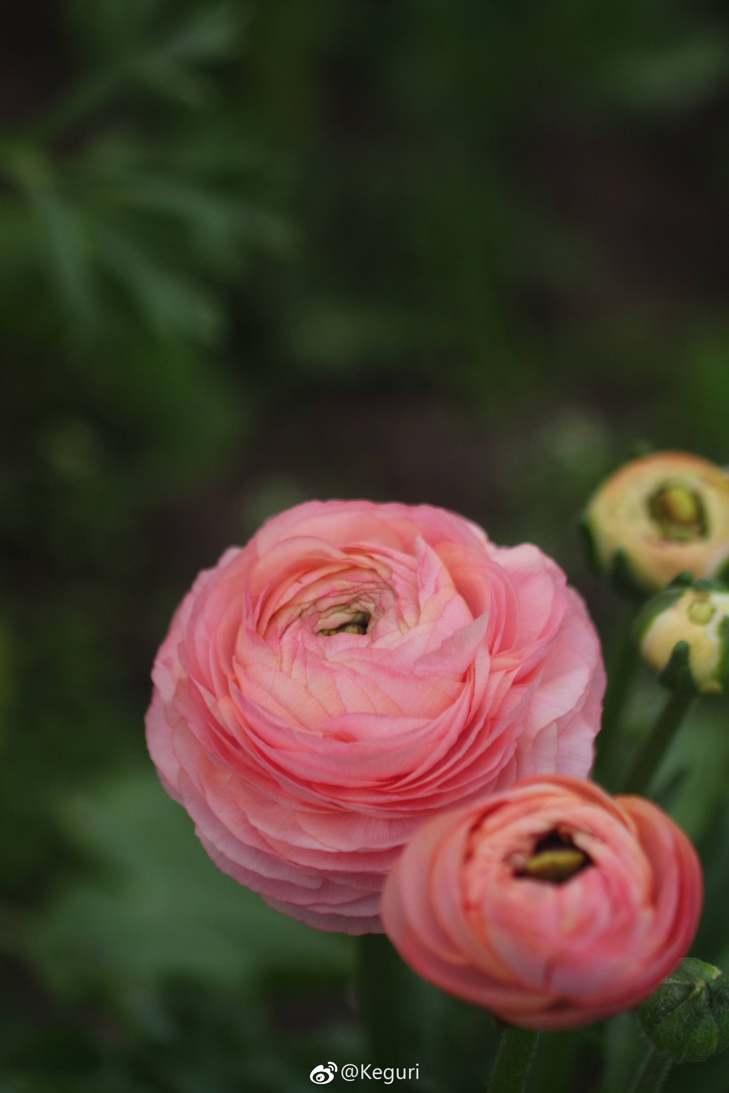 花毛茛