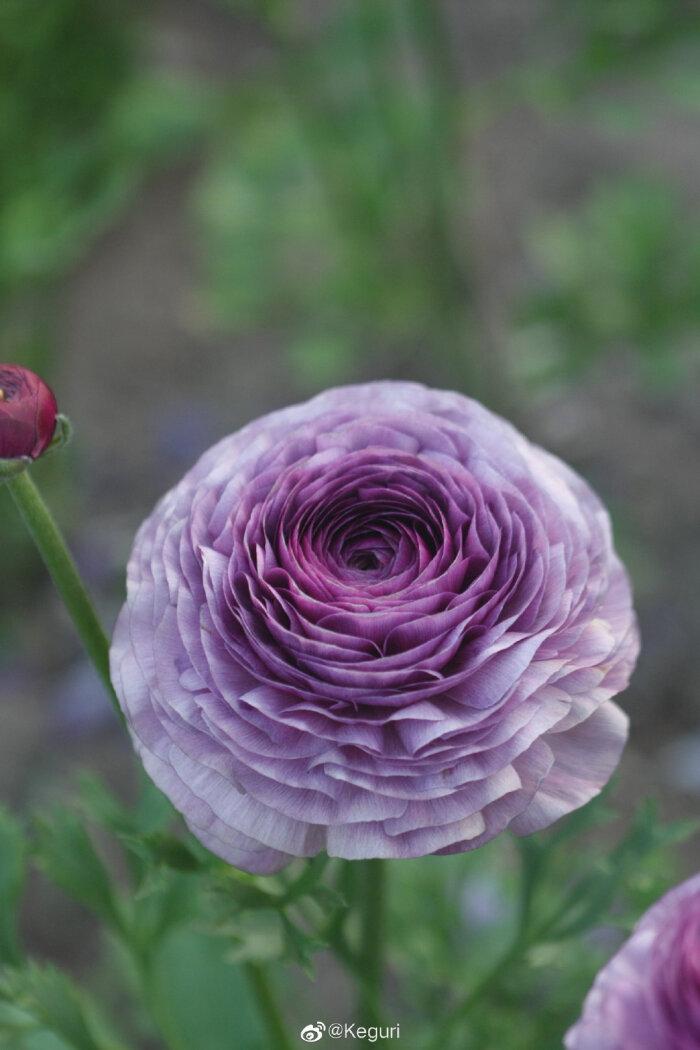 花毛茛