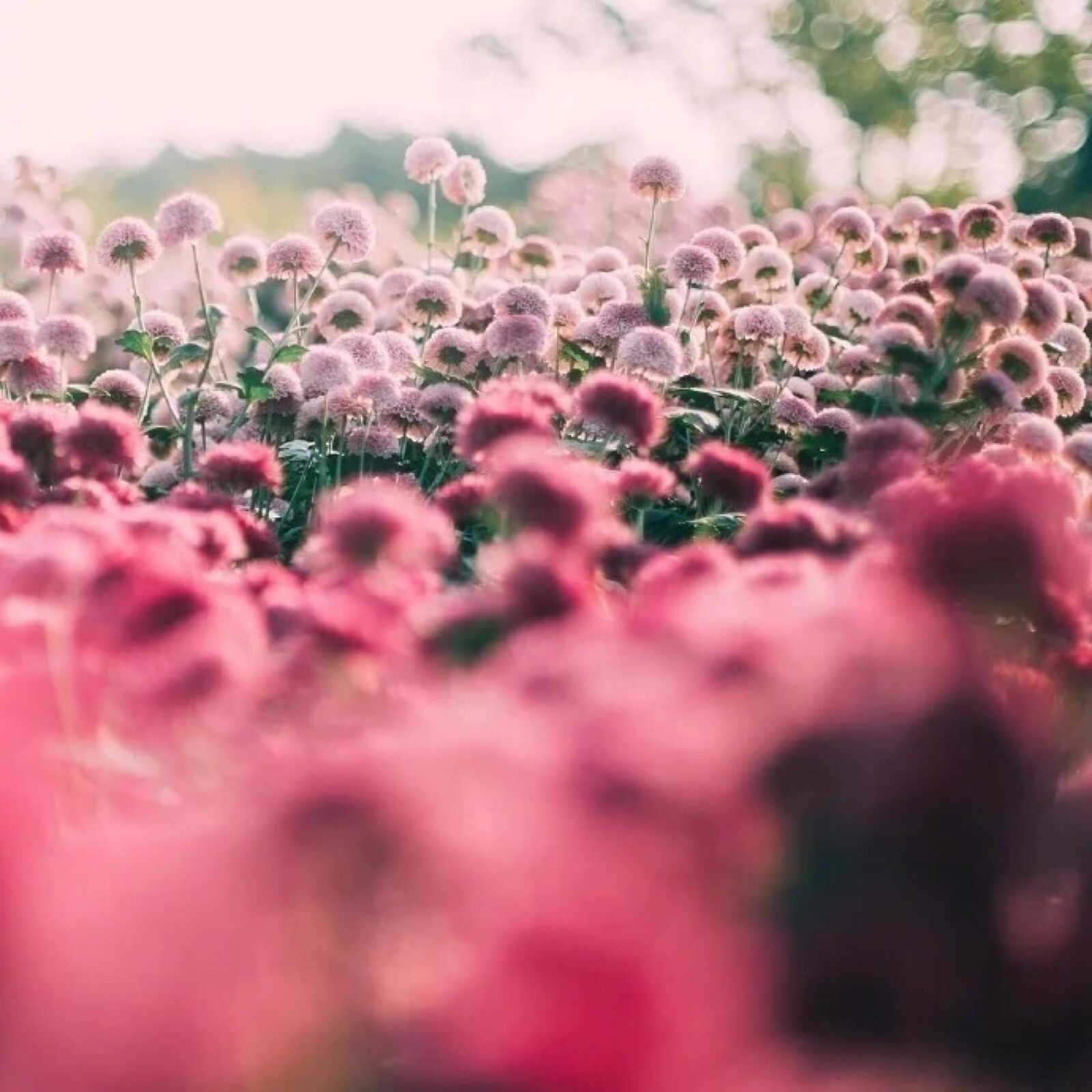 唯美的郁金香花圃摄影-植物-3g电脑壁纸图片