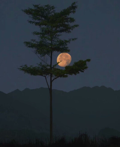 又闻子规啼夜月