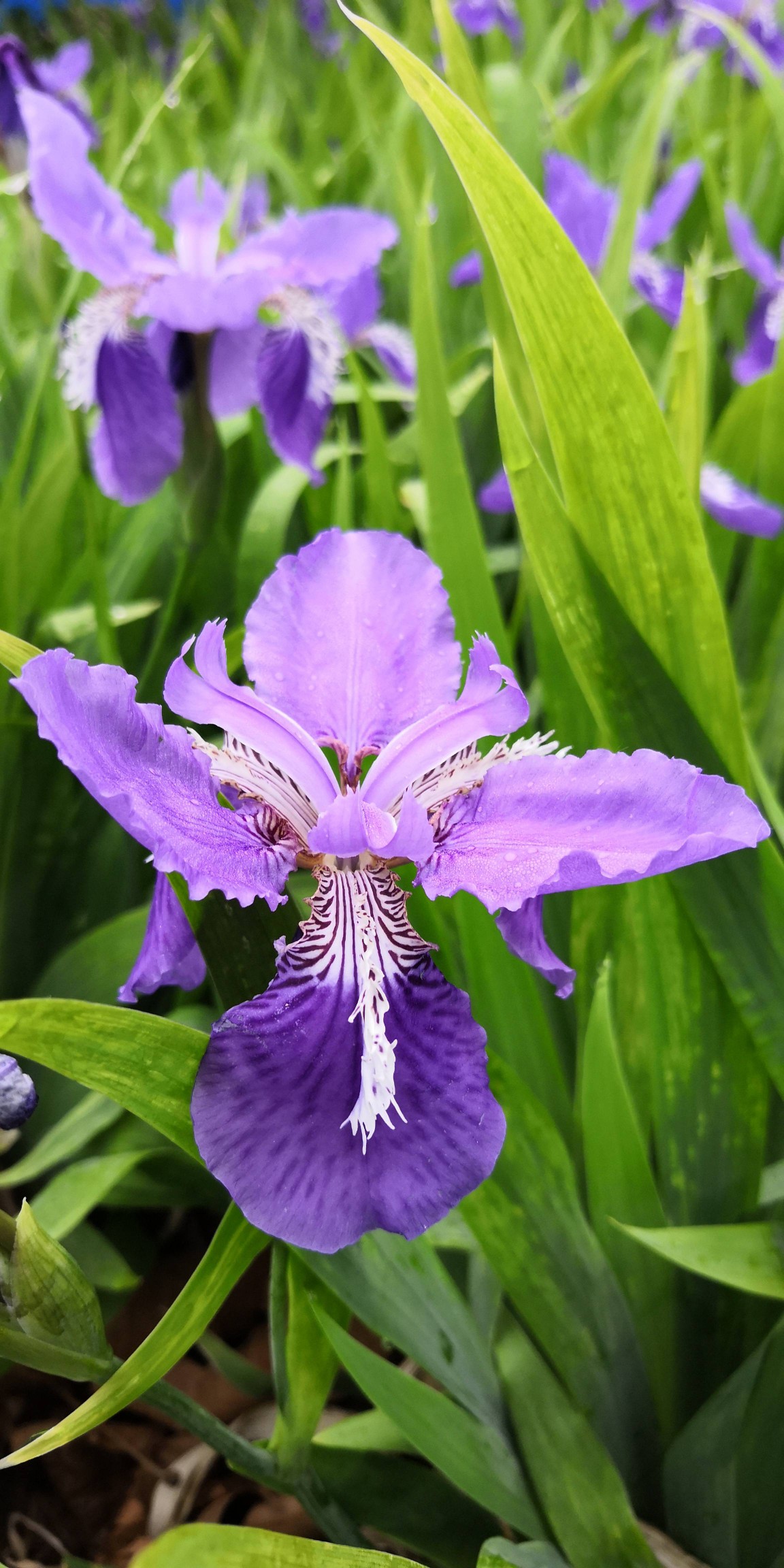 鸢尾花 