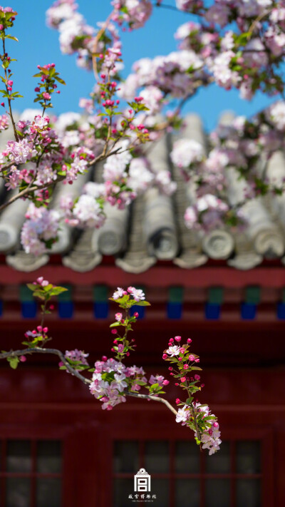 紫禁城【己亥花朝海棠花】"翠叶轻笼豆颗均,胭脂浓抹蜡痕新.