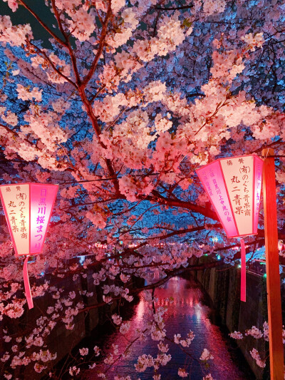 淋着夜幕中的春雨,欣赏目黑川的夜樱别有一番情趣