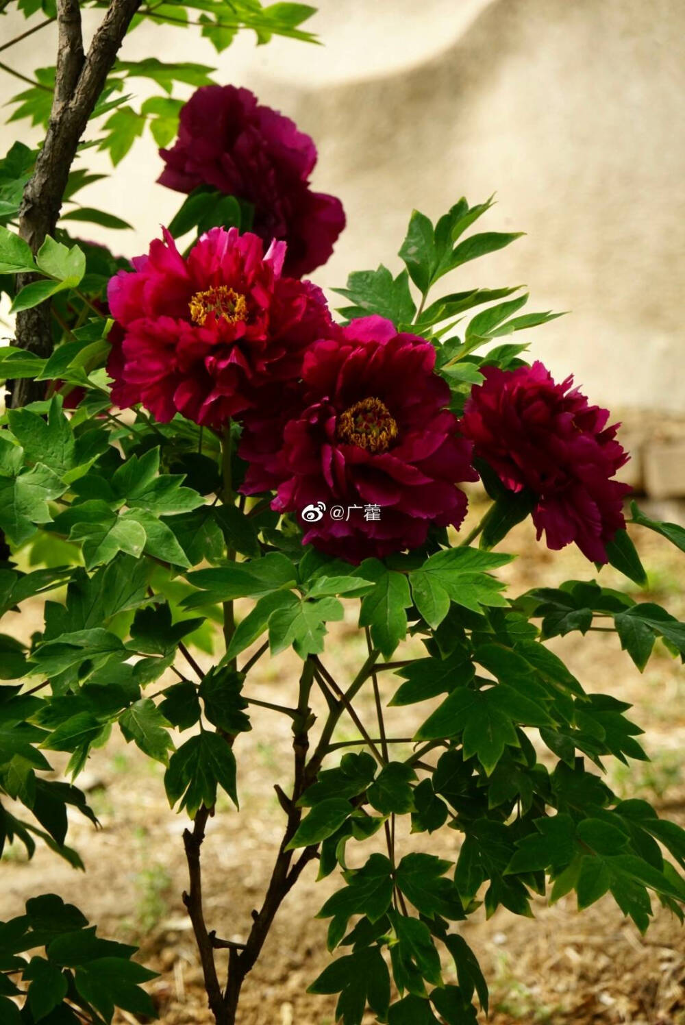 牡丹花 