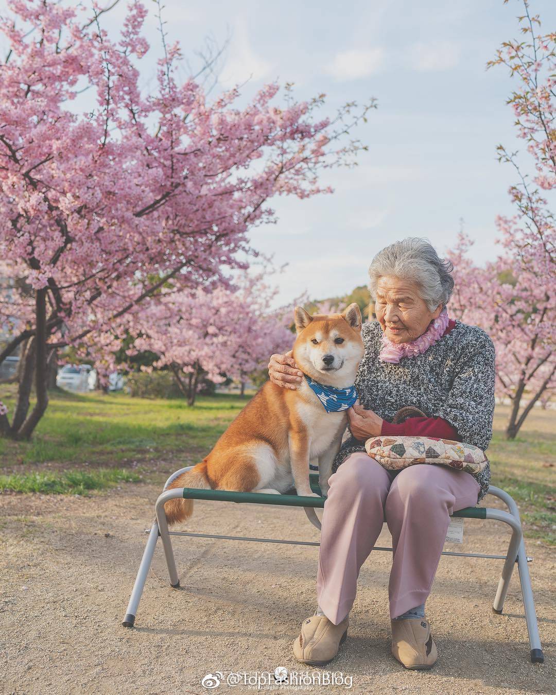 老奶奶 樱花 柴犬 堆糖,美图壁纸兴趣社区