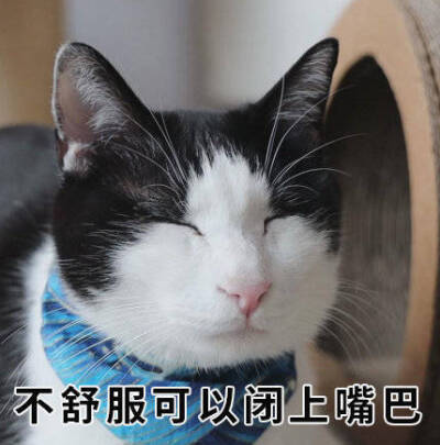 花花与三猫 猪皮