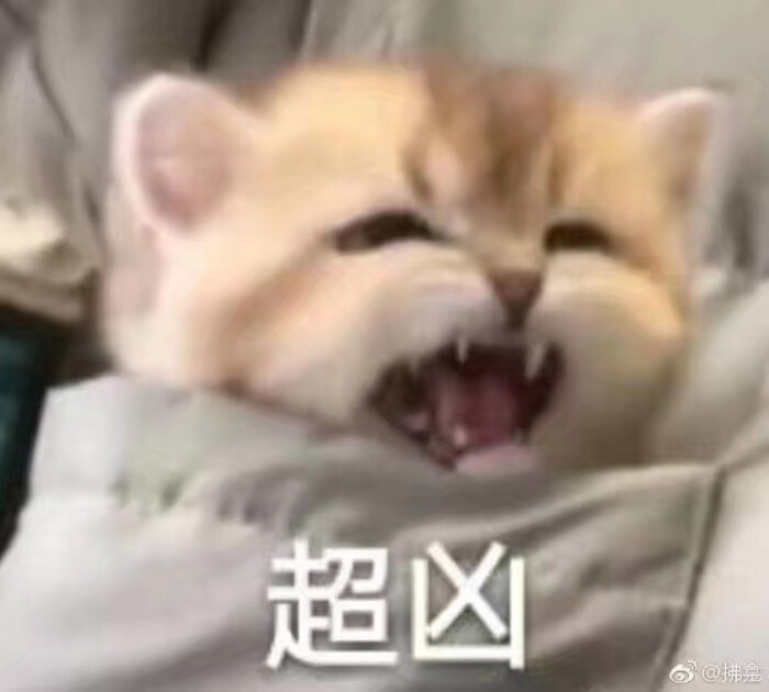 猫咪可爱萌宠表情包