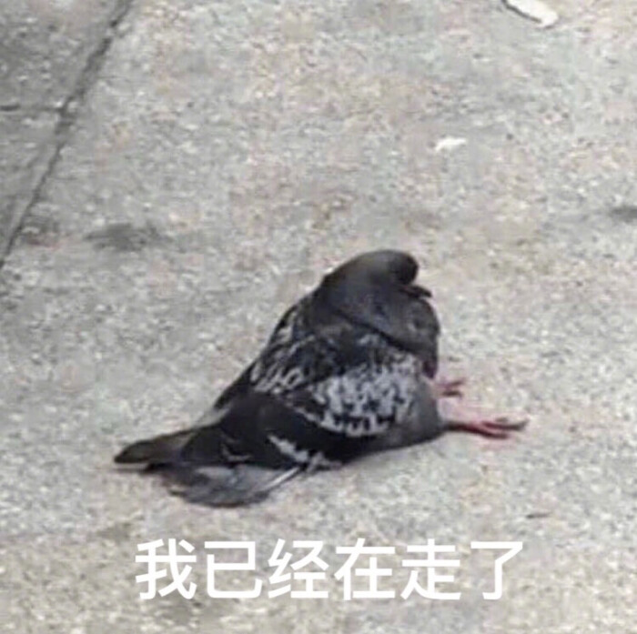 鸽子精 
