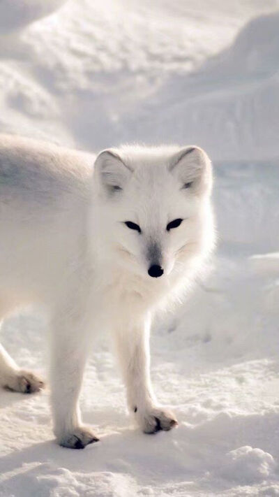 白狐,柴犬,背景图